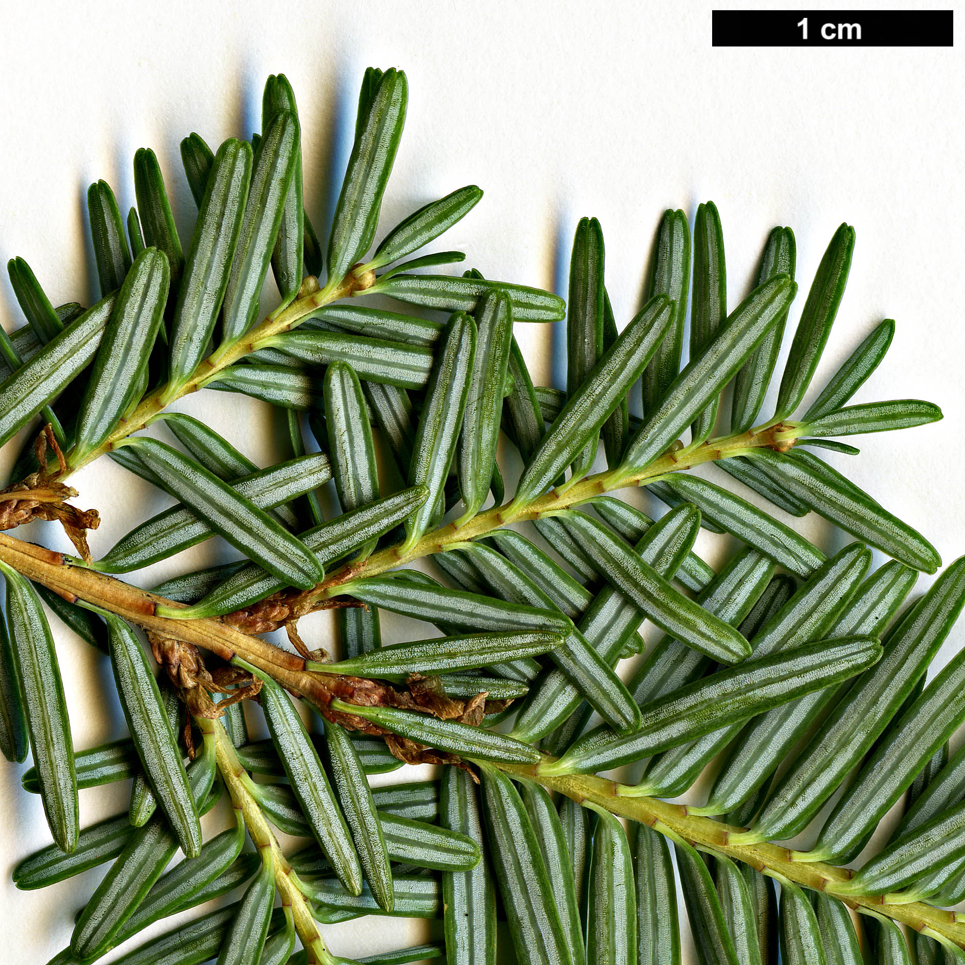 High resolution image: Family: Pinaceae - Genus: Tsuga - Taxon: chinensis - SpeciesSub: var. chinensis